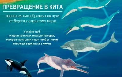 "Превращение в кита"