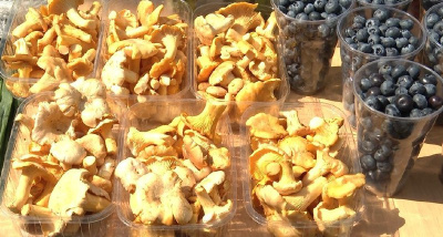 Долгожданные дожди напоили подмосковные леса