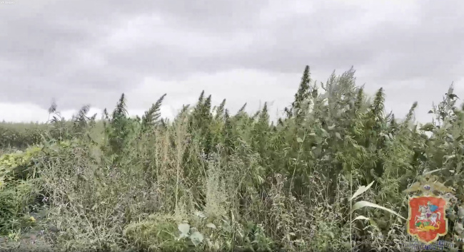 Коломенские полицейские ликвидировали дикорастущую коноплю
