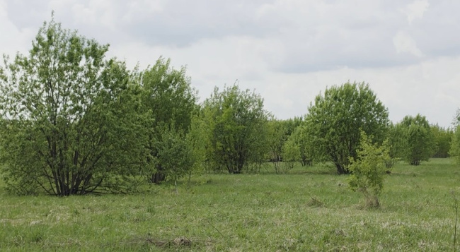 В Луховицах участились палы травы