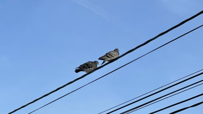 Сезон гнездования птиц начинается в Подмосковье