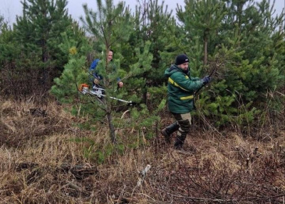 Молодой лес получил новую жизнь благодаря прочистке 