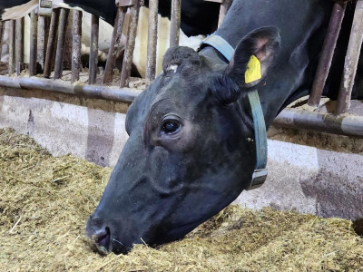 Рекордное количество молока получают в Луховицах