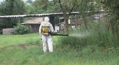 В Луховицах уничтожают борщевик