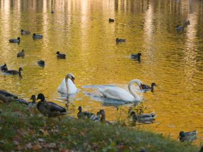 В Воскресенске лебеди из парка усадьбы Кривякино отправились на зимовку в питомник