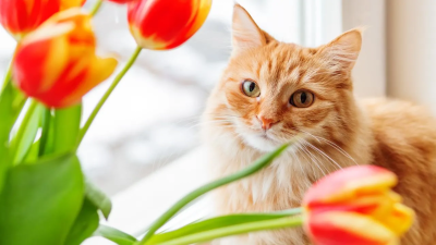 Какие цветы опасны для здоровья кошек