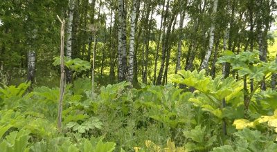 Борщевик завоёвывает пространство