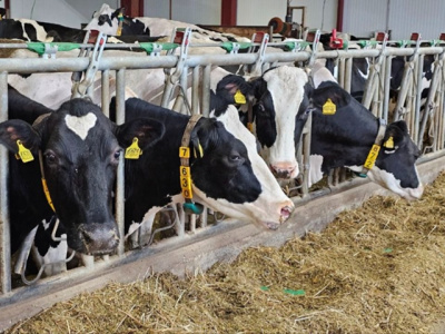 В Озёрах увеличили производство молока