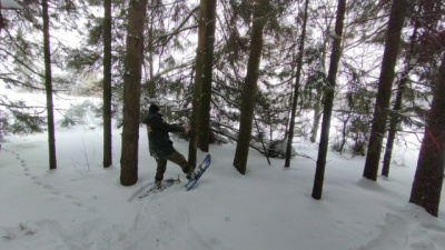 Сотрудники лесной охраны Коломны выполняют отвод лесных участков для проходных рубок