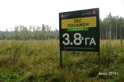 У деревни Воловичи вырос молодой сосновый бор