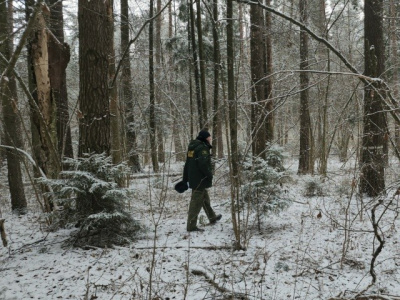 Лесная охрана и полиция на страже новогодних деревьев