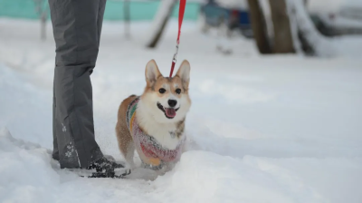 Парк Мира в Коломне готовится принять пушистых модников и бегунов на собачьем фестивале