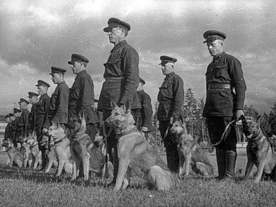 В Музее боевой славы покажут четвероногих героев Великой Отечественной