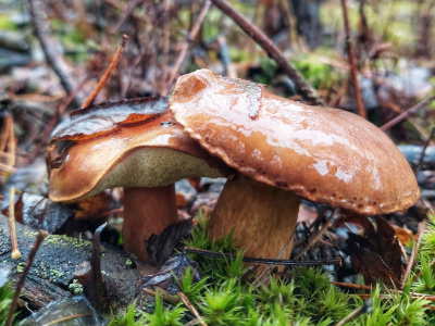 Грибы в Заречной стороне Луховиц продолжают расти  