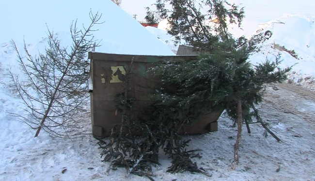 Куда сдать ёлку в Луховицах