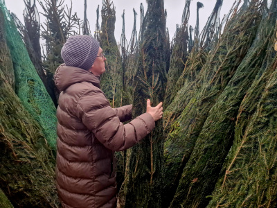 Где купить живую ель в Воскресенске и как сохранить её свежесть