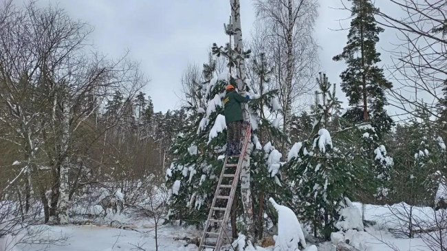В Луховицах начали удалять аварийные деревья по просьбе жителей