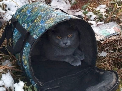 В поле у Подлесной Слободы найдена переноска с кошкой
