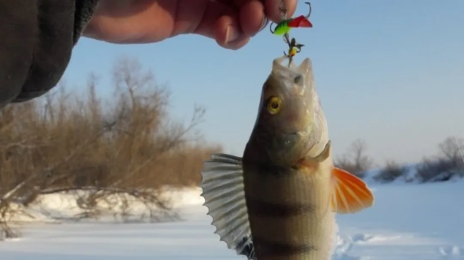 Первый детский турнир по рыбной ловле на мормышку пройдёт в Егорьевске 