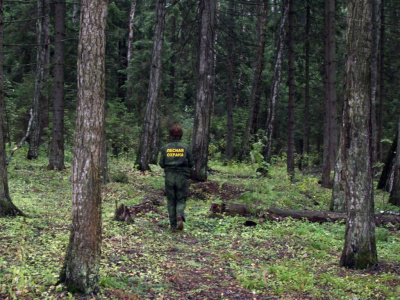 В Воскресенске спасатели вывели из леса потерявшегося мужчину 
