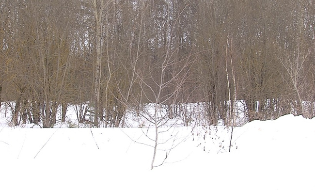 Учёт зверей завершили в Коломне