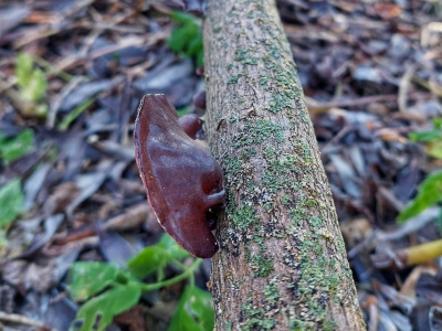 Луховицкий грибник нашёл "Аурикулярию уховидную" под Белоомутом  