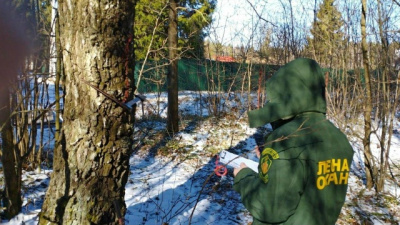 В лесах городского округа Коломна проведут санитарно-оздоровительные рубки