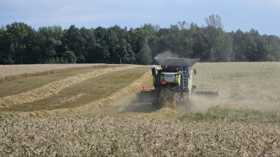 Уборка озимой пшеницы в озёрском агрохолдинге "ОСП агро" уже завершена