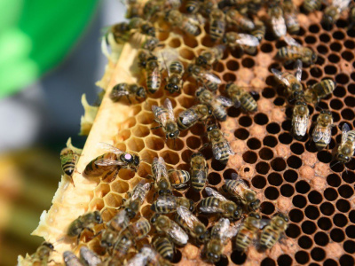 В Озёрах собрали первый мёд нового урожая
