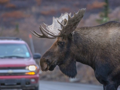 Лосей заметили на Акатьевском шоссе