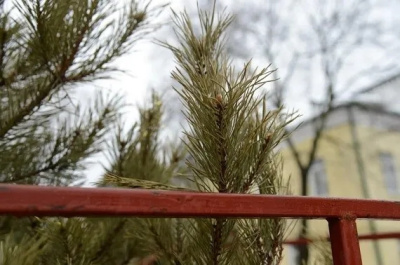 Правила провоза новогодних деревьев в Подмосковье  