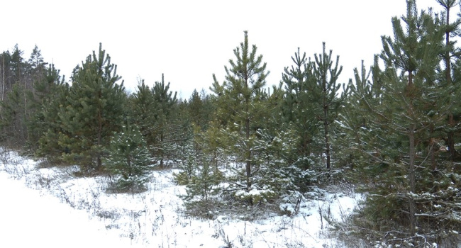 Незаконная рубка влетит в копеечку