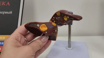 День профессий здравоохранения пройдёт в Луховицкой школе №2