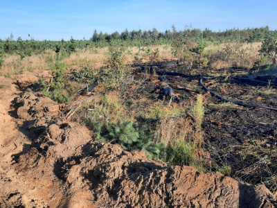 В Луховицах загорелся лес и торфяник