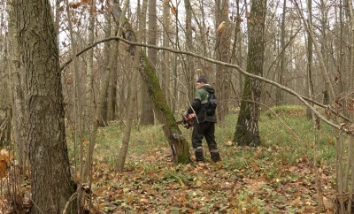 Завершается уборка неликвидной древесины