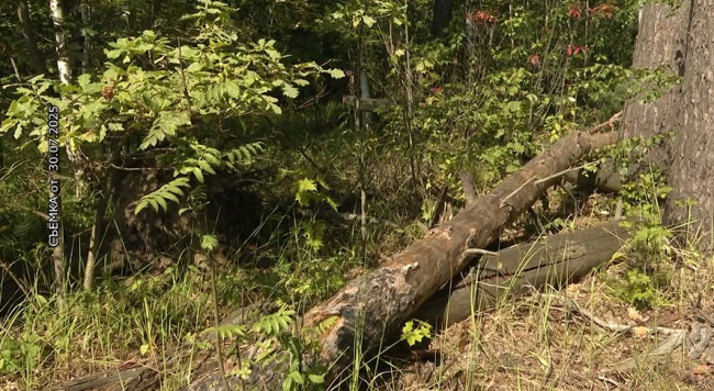 21 сентября – День работников леса