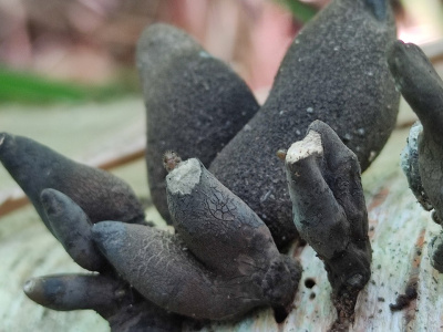 Несъедобную ксилярию обнаружили в Подмосковье