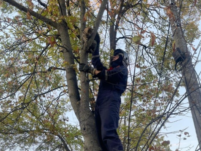 В Луховицах спасли кота