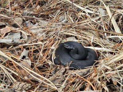 Весенний выход змей из зимнего анабиоза в Московской области
