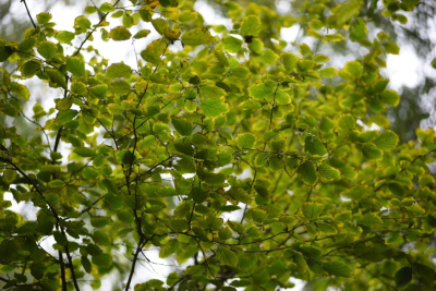 В лесах Московской области пробуждаются деревья