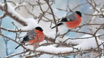 Весна скоро придёт в Подмосковье