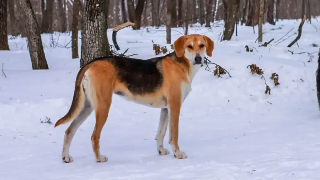 Весенние опасности для домашних животных 