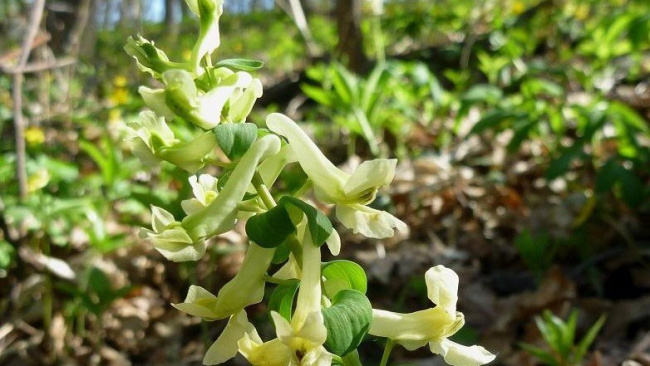 Русское географическое общество приглашает на конкурс "Первоцветы"