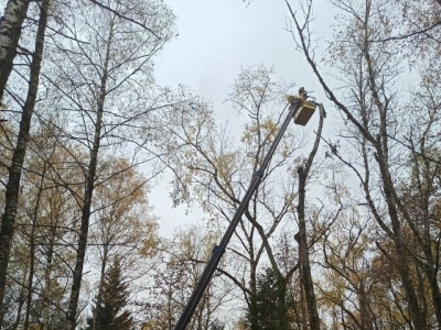 На Старом городском кладбище Коломны вырубили аварийные деревья