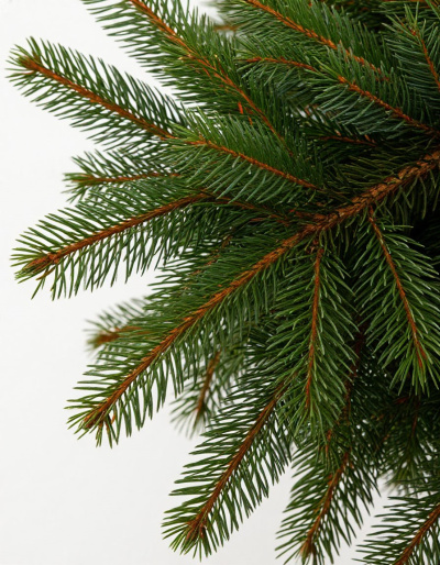 В Московской области открылись более 170 ёлочных базаров