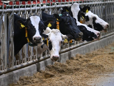 Озёрская "Сосновка" подтвердила статус племенного завода