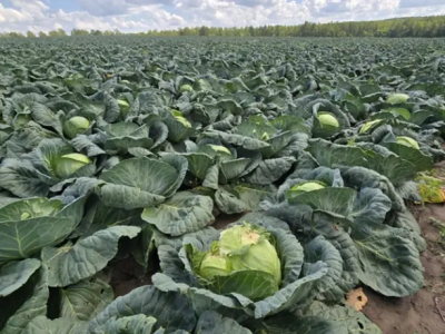 В Озёрах начался сбор капусты