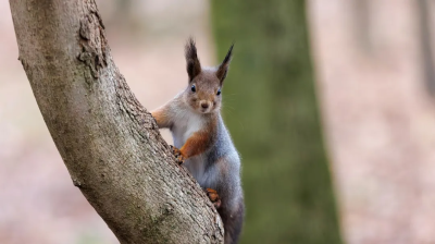 Как отличить городских белок от лесных и правильно их подкармливать