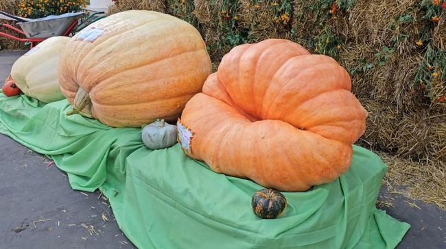 Эко-фестиваль "Мякоть" состоится в Луховцах