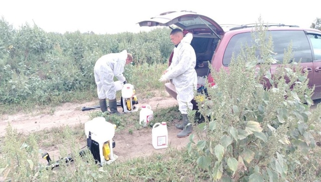 В Коломне прошёл рейд по уничтожению незаконно культивируемых наркосодержащих растений